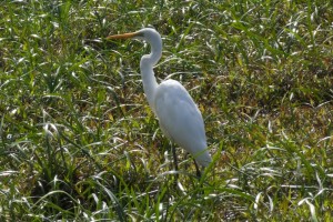 egret 0409 1