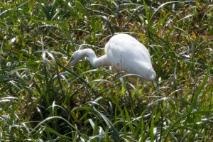 egret 0409 2