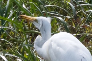 egret 0409 4