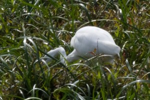 egret 0409 5